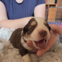 Chiot berger américain  a réserver lof #2