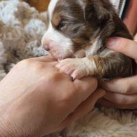 Chiot berger américain  a réserver lof #4