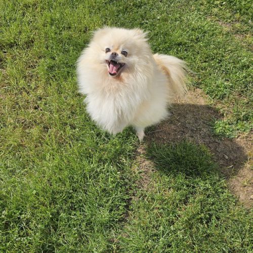 Male pomchi (spitz x chihuahua) #1