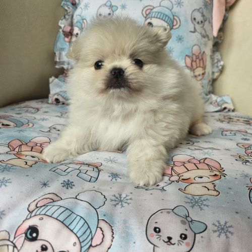 Male pomchi (spitz x chihuahua) #2