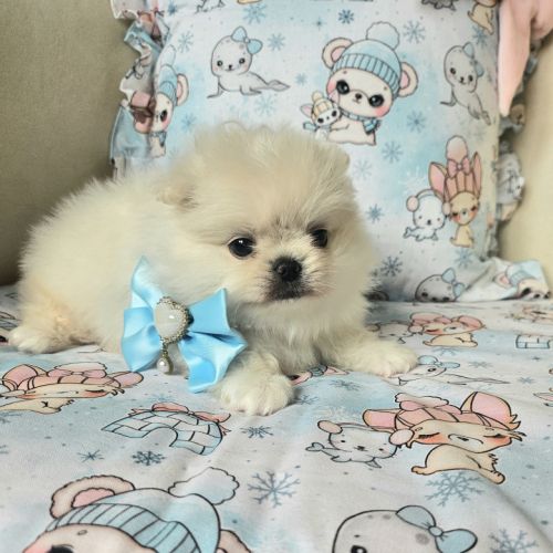 Male pomchi (spitz x chihuahua) #4