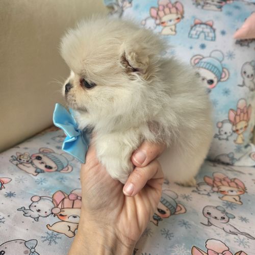 Male pomchi (spitz x chihuahua) #5