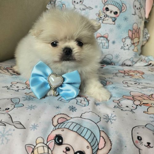 Male pomchi (spitz x chihuahua) #6