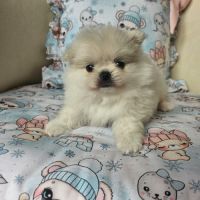 Male pomchi (spitz x chihuahua)