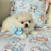 Male pomchi (spitz x chihuahua) #4
