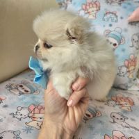 Male pomchi (spitz x chihuahua) #5