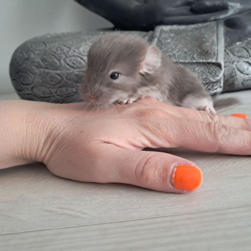 Chinchilla femelle brown pearl #1