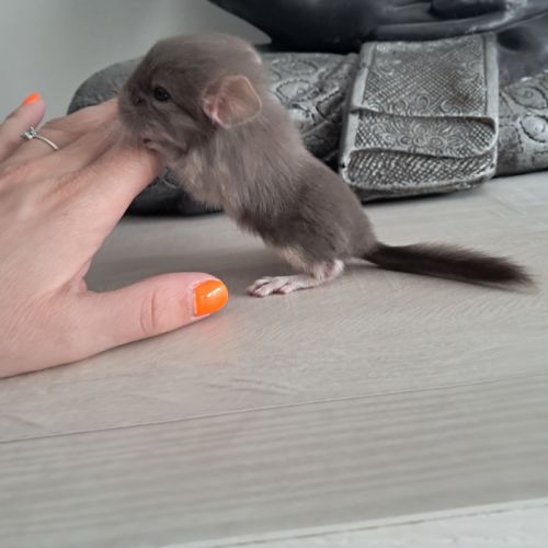 Chinchilla femelle brown pearl #2