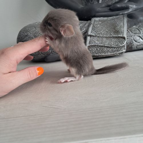 Chinchilla femelle brown pearl #0