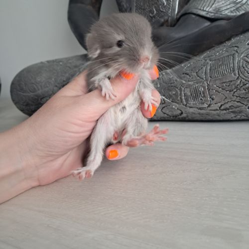 Chinchilla femelle brown pearl #4
