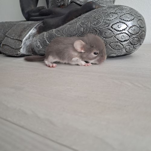 Chinchilla femelle brown pearl #5