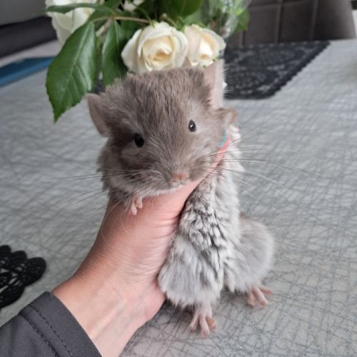 Chinchilla femelle brown pearl
