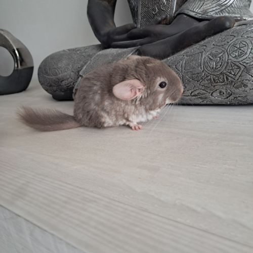Chinchilla femelle brown pearl #2