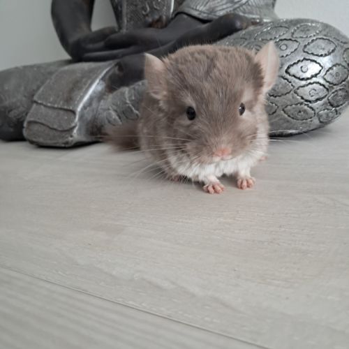 Chinchilla femelle brown pearl #3