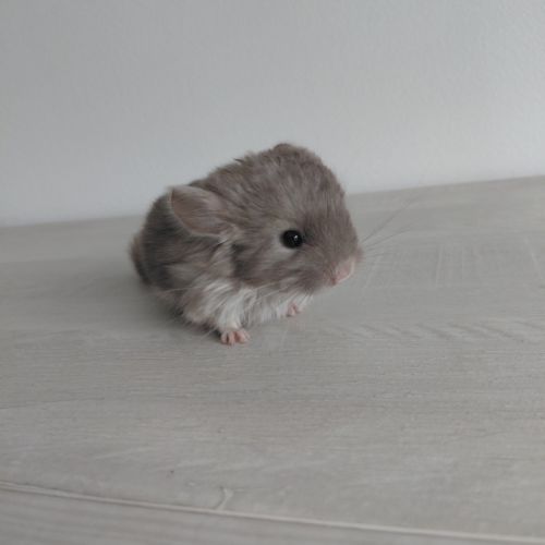 Chinchilla brown pearl