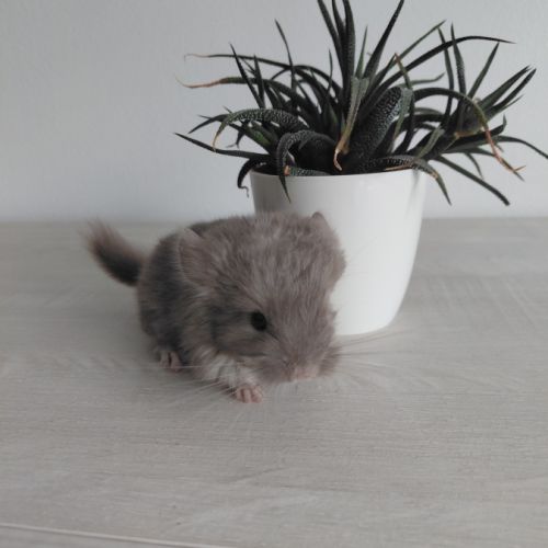 Chinchilla brown pearl #5