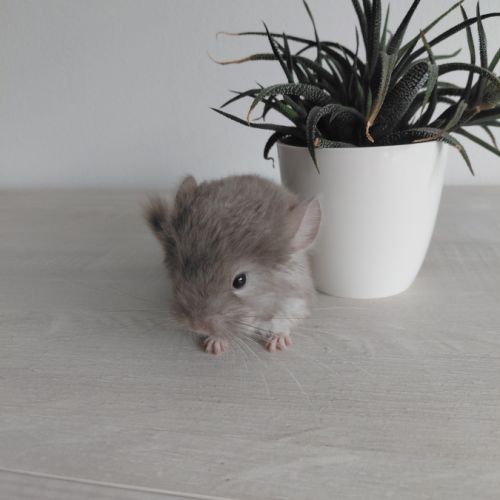 Chinchilla brown pearl #6