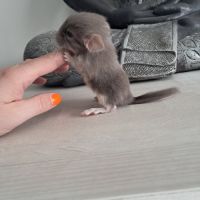 Chinchilla femelle brown pearl