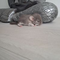 Chinchilla femelle brown pearl #5