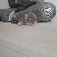 Chinchilla femelle brown pearl #6