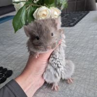 Chinchilla femelle brown pearl