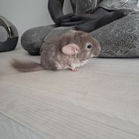 Chinchilla femelle brown pearl #2