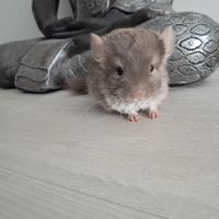 Chinchilla femelle brown pearl #3
