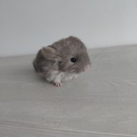 Chinchilla brown pearl