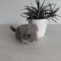 Chinchilla brown pearl #5