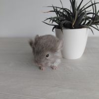 Chinchilla brown pearl #6