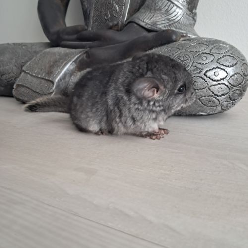 Chinchilla mâle #1
