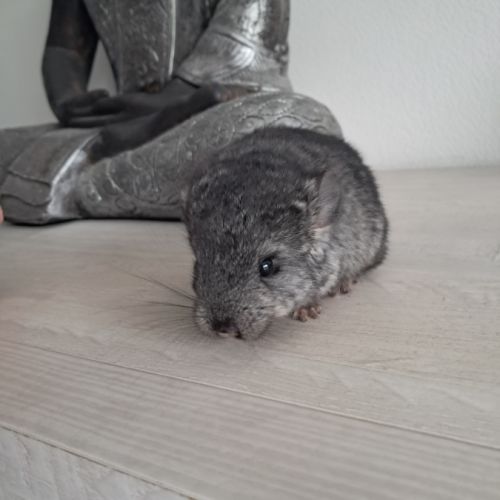 Chinchilla mâle #0
