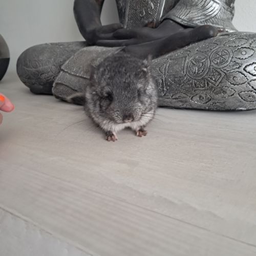 Chinchilla mâle #3