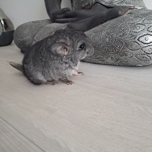 Chinchilla mâle #4