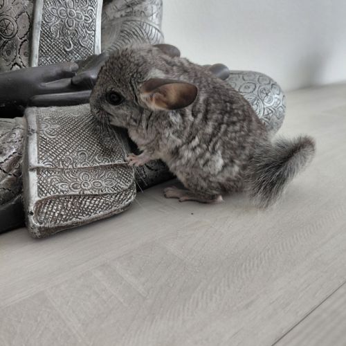 Chinchilla mâle #4
