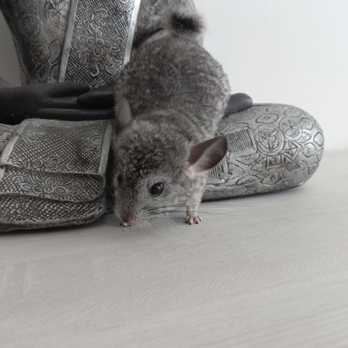 Chinchilla mâle #5