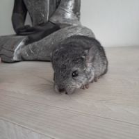 Chinchilla mâle
