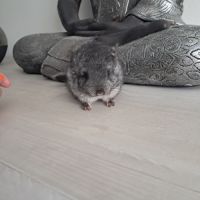 Chinchilla mâle #3