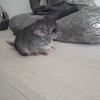 Chinchilla mâle #4