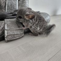 Chinchilla mâle #4