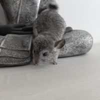 Chinchilla mâle #5