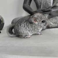 Chinchilla mâle