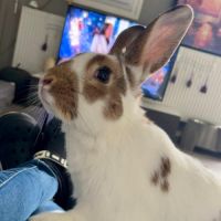 Lapin linus #0