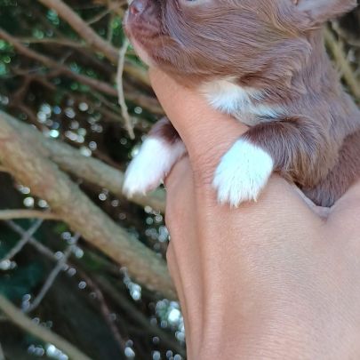 Très beaux chihuahuas poils long yeux clairs