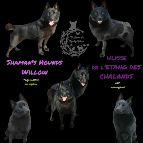 Chiots schipperke #1