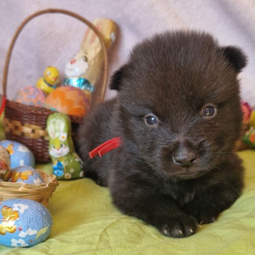 Chiots schipperke #2