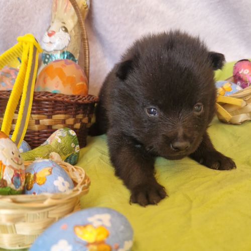 Chiots schipperke #4