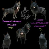 Chiots schipperke #1