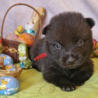 Chiots schipperke #2