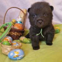 Chiots schipperke #0